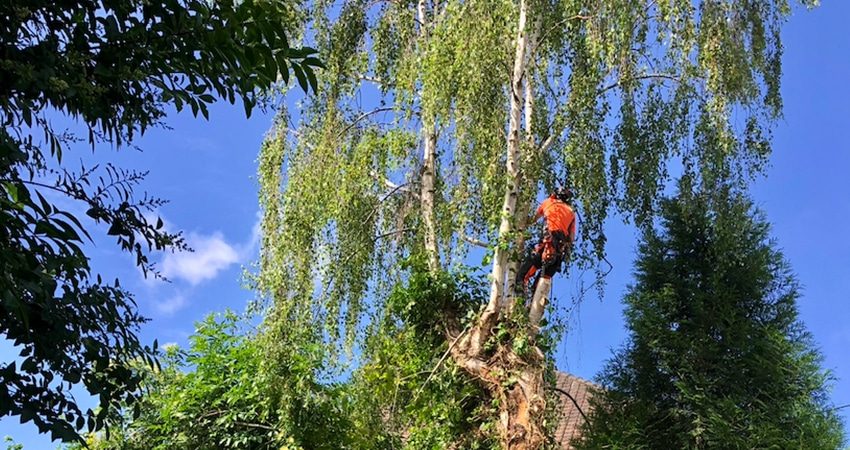 Abattage-Elagage-arbre